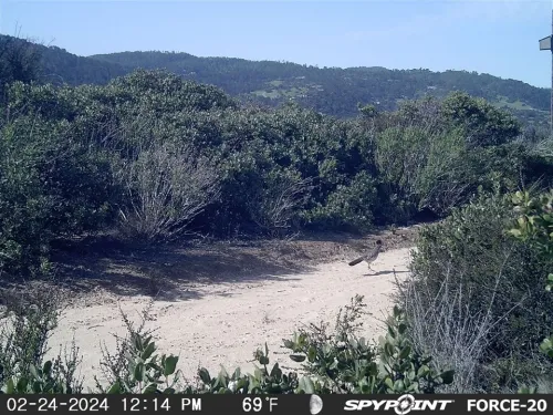 Beep Beep! Roadrunner spotted on the trail!