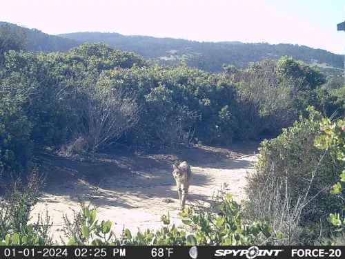 A Wise Bobcat Makes an Appearance