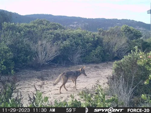 A Wiley Coyote Visits York's 100 Acres
