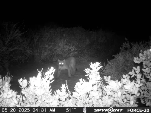 Young Mountain Lion Visits York